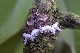 Attēlu rezultāti vaicājumam “Euphyia unangulata”