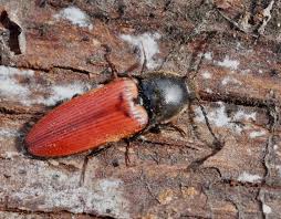 Attēlu rezultāti vaicājumam “Ampedus pomorum”