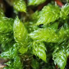 Attēlu rezultāti vaicājumam “Hypnum cupressiforme sporophyte”