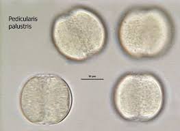 Attēlu rezultāti vaicājumam “Pedicularis palustris”