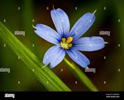 Attēlu rezultāti vaicājumam “Sisyrinchium montanum”