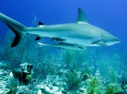 Image result for Carcharhinus perezii