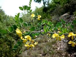 Image result for Colutea arborescens