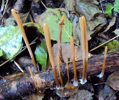 Attēlu rezultāti vaicājumam “Macrotyphula fistulosa”