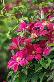 Attēlu rezultāti vaicājumam “Clematis”