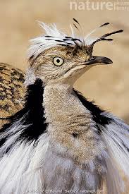 Image result for Chlamydotis macqueenii