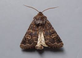 Attēlu rezultāti vaicājumam “Tholera cespitis”