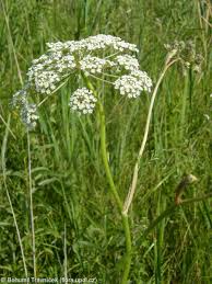 Attēlu rezultāti vaicājumam “Peucedanum palustre leaf”