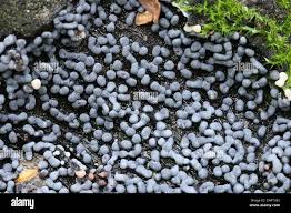 Attēlu rezultāti vaicājumam “Physarum straminipes”