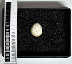 Attēlu rezultāti vaicājumam “Phylloscopus trochilus nest”