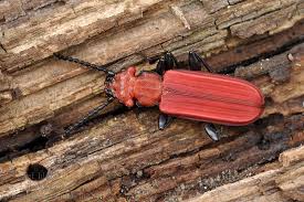 Attēlu rezultāti vaicājumam “Cucujus cinnaberinus”