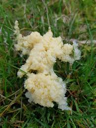 Attēlu rezultāti vaicājumam “Arcyria, Heterotrichia sp.”