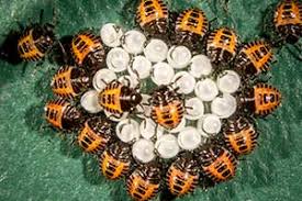 Attēlu rezultāti vaicājumam “Badhamia bethelii macro”