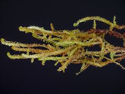 Attēlu rezultāti vaicājumam “Scorpidium revolvens”