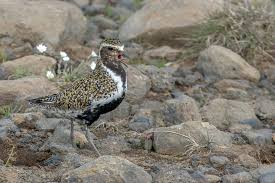 Attēlu rezultāti vaicājumam “Pluvialis apricaria”