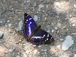 Attēlu rezultāti vaicājumam “Apatura iris male”