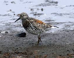 Image result for Calidris tenuirostris