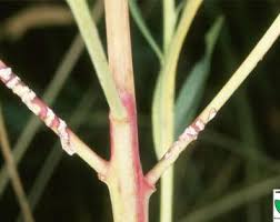 Attēlu rezultāti vaicājumam “Stemonitopsis aequalis var. microspora stalked”