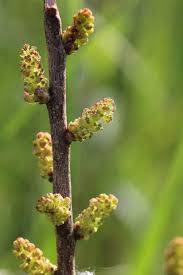 Attēlu rezultāti vaicājumam “Myrica gale fruit”
