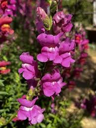 Image result for Antirrhinum majus maximum