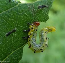 Attēlu rezultāti vaicājumam “Argidae larva”