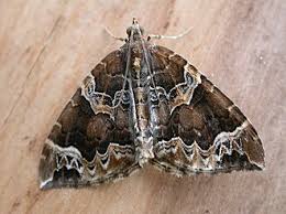 Attēlu rezultāti vaicājumam “Eulithis prunata”