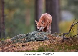 Attēlu rezultāti vaicājumam “Vulpes vulpes  adult”