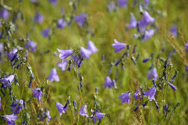 Image result for Glockenblumen