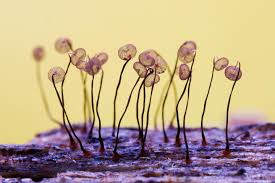 Attēlu rezultāti vaicājumam “Cribraria cancellata stalked”