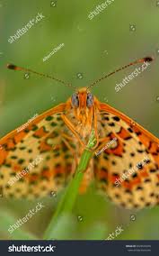 Attēlu rezultāti vaicājumam “Melitaea didyma”