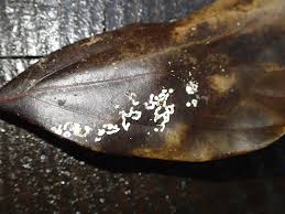 Attēlu rezultāti vaicājumam “Diderma effusum macro”