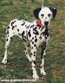 Dalmatian Information and Pictures, Dalmatians, Fire Dog