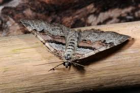 Attēlu rezultāti vaicājumam “Xanthorhoe designata”