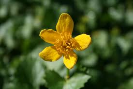 Attēlu rezultāti vaicājumam “Caltha palustris”