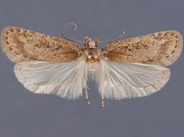 Attēlu rezultāti vaicājumam “Agonopterix ciliella imago”