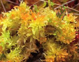 Attēlu rezultāti vaicājumam “Sphagnum tenellum”