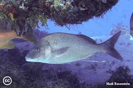 Image result for Haemulon album