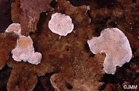 Attēlu rezultāti vaicājumam “Skeletocutis carneogrisea”