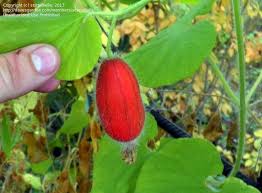 Attēlu rezultāti vaicājumam “Thladiantha dubia”