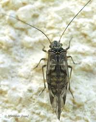 Attēlu rezultāti vaicājumam “Psococerastis gibbosa”