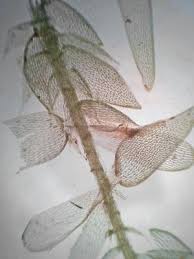 Attēlu rezultāti vaicājumam “Sphagnum cuspidatum”