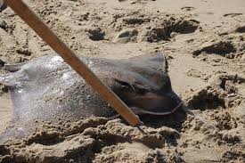 Image result for Myliobatis freminvillei