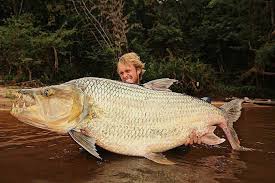 Image result for Goliath Tigerfish