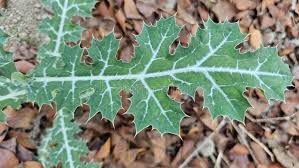 Attēlu rezultāti vaicājumam “Papaver argemone leaf”