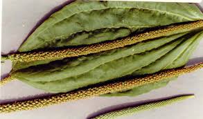 Attēlu rezultāti vaicājumam “Plantago major subsp. intermedia leaf”