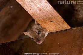 Attēlu rezultāti vaicājumam “Martes foina”