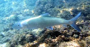 Image result for Albula glossodonta