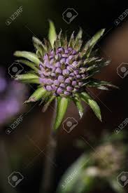 Attēlu rezultāti vaicājumam “Succisa pratensis bud”