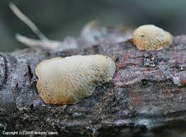 Attēlu rezultāti vaicājumam “Dichomitus campestris”