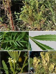Attēlu rezultāti vaicājumam “Tagetes leaf”
